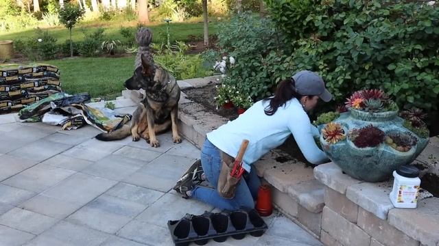 Trimming Boxwoods & Adding Loads of Color to the Patio | Gardening with Creekside смотреть онлайн