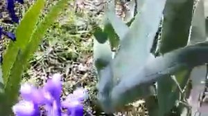 Гиацинт мышиный