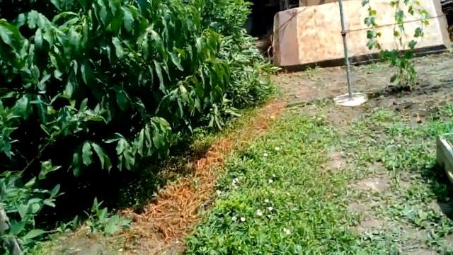 Первые плоды инжира в ОГ смотреть онлайн