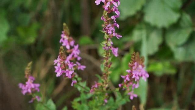 КАКАЯ ТРАВА ВСЕМ ТРАВАМ МАТИ? смотреть онлайн