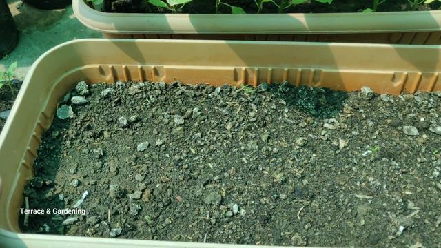 बीज लगाने के बाद बीज अंकुरित हो जाने पर पौधों को धूप में रखें या छाया में? | How to Care Seedlings смотреть онлайн