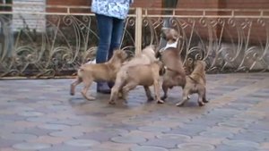 Канарский дог щенки,