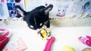 Щенки Юми Чу