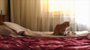 Коты дерутся или играют??? Бои без правил :) / Are the cats fighting or playing ??? /