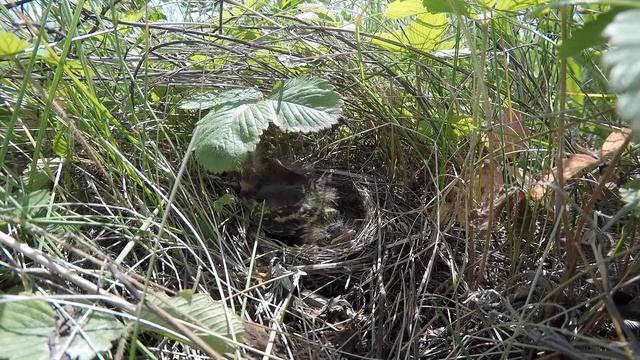 Трясогузка Желтая 150613 1 на лугу 150618 GP 17 смотреть онлайн