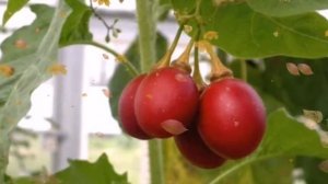 Как в домашних условиях вырастить Томатное дерево