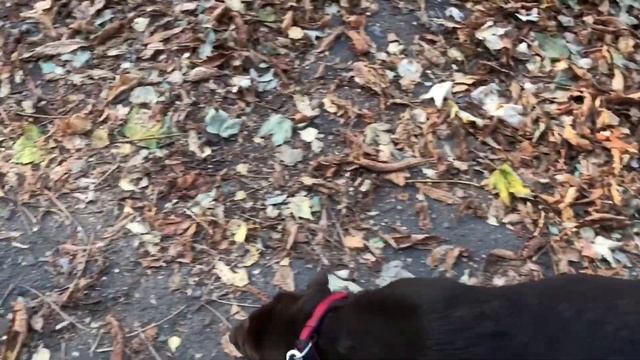 Сколько нужно гулять с лабрадором. Сколько нужно гулять с собакой. Выгул лабрадора. Шоколадный лабр смотреть онлайн