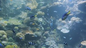 The Best 4K Aquarium for Relaxation, Sleep Relax Meditation Music, Relaxing Ocean Fish