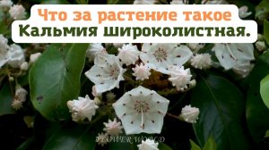 Что за растение такое - Кальмия широколистная. ?