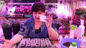 ВСЕ МОИ ПОДРУГИ ТЕПЕРЬ СЕЮТ ТОЛЬКО ТАК! ЗЕМЛЯНИКА ИЗ СЕМЯН. БЕЗ ПИКИРОВКИ!