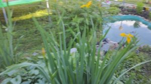 Пруд на даче