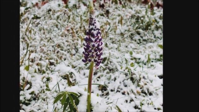 С Ивченко. "Первый снег".Поёт Г.Шподаренко смотреть онлайн