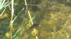 японский карась.