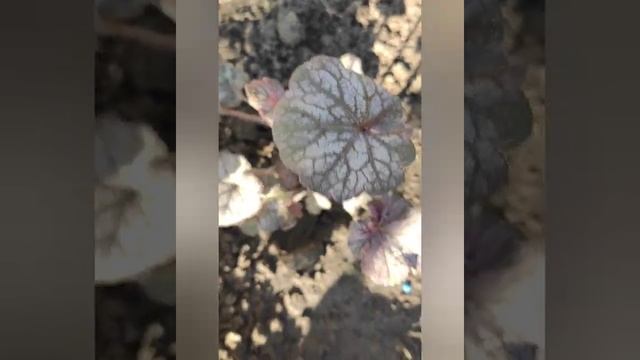 ГЕЙХЕРЫ в моем саду...N.E. Red и Purple... great expectations...и другие сорта смотреть онлайн