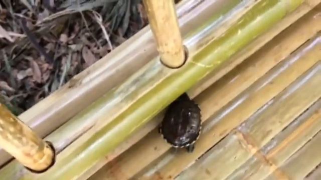 Черепашка ползает смотреть онлайн