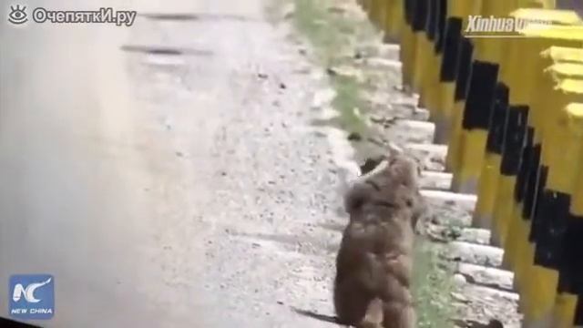 Танго двух сурков смотреть онлайн