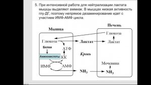 Частная биохимия. Мышцы. Часть 1.