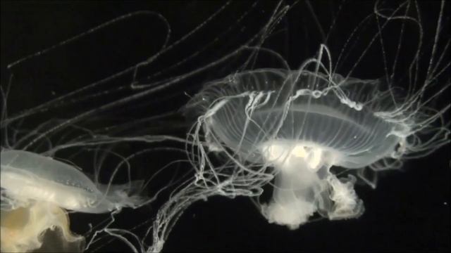 Медузы прекрасные красивые создания