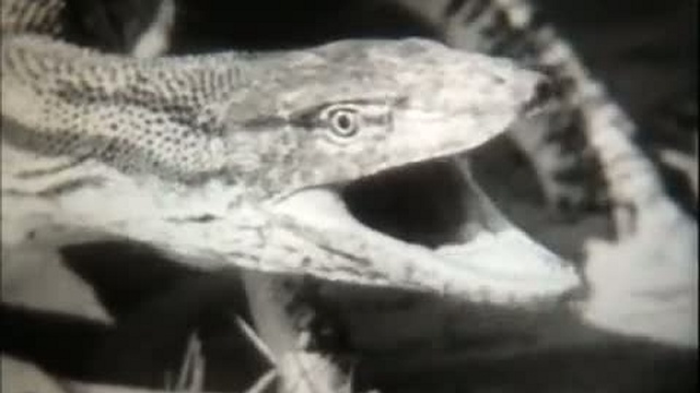 ящерицы