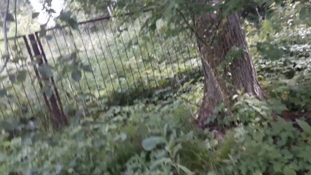 Тополь Максимовича, небольшой обзор