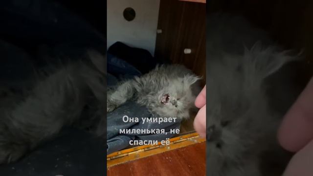 Не спасли её, слабый иммунитет и обезвоживание.