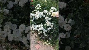 Роза Аспирин