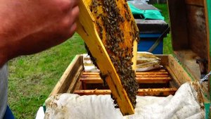 В отводке нет матки, как понять? Пчёлы сами вам подсказывают, сто процентный лучший индикатор!