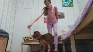 ||АНГЛИЙСКИЙ КОКЕР СПАНИЕЛЬ|| Дрессировка, обучение командам?