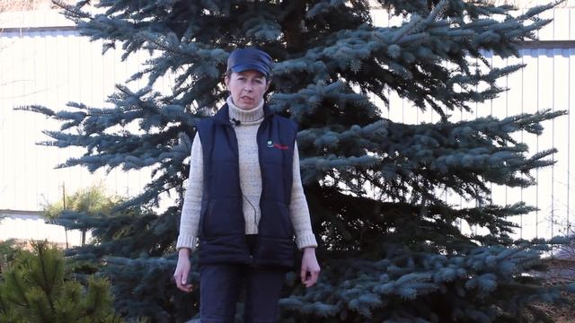 Весенняя обработка деревьев и кустарников от болезней и вредителей