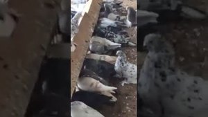 ГОЛУБИ АЗИИ !!!