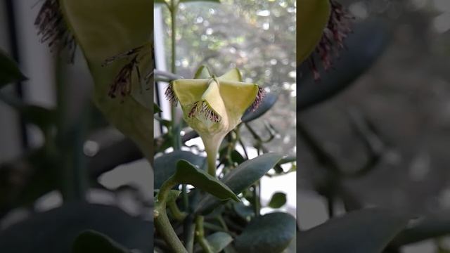 Церопегия Сандерсона цветет круглый год (Ceropegia sandersonii )