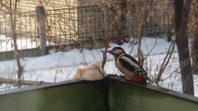 Дятлы любят сало!!!! смотреть онлайн