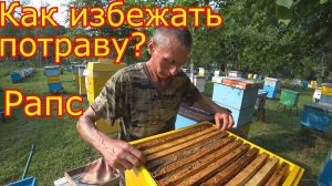 Как избежать потравы пчёл?  Обработка Рапса