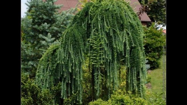 ПЛАКУЧИЕ ХВОЙНЫЕ ДЛЯ САДА / ПЕНДУЛА - ЕЛЬ, ЛИСТВЕННИЦА, СОСНА, КЕДР / Pendula
