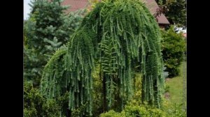 ПЛАКУЧИЕ ХВОЙНЫЕ ДЛЯ САДА / ПЕНДУЛА - ЕЛЬ, ЛИСТВЕННИЦА, СОСНА, КЕДР / Pendula