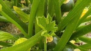 СПАСИТЕ КАБАЧКИ ОТ ПУСТОЦВЕТА И ГНИЕНИЯ. НИ КАКОГО СЕКРЕТА УВЕЛИЧЕНИЯ УРОЖАЯ