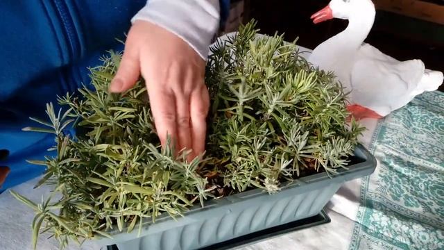 51.Зимовка лаванды.Как сохранить лаванду зимой на Урале? 29.01.2020 смотреть онлайн