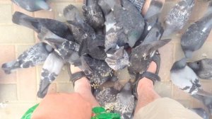 Как правильно кормить голубей