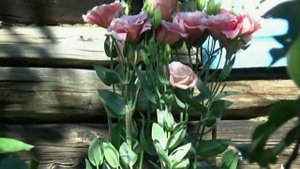 Моя первая эустома. 2022.