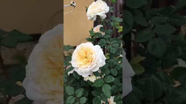 Роза Крокус роуз, наслаждаемся смотреть онлайн