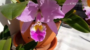 Цветение каттлеи гаскелиана Cattleya gaskeliana