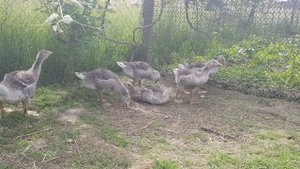 1 месяц гусятам, породы "Серая Кубанка "