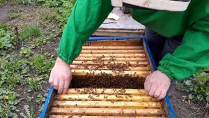 Осмотр семей после обработки муравьинкой, 10.04.23г