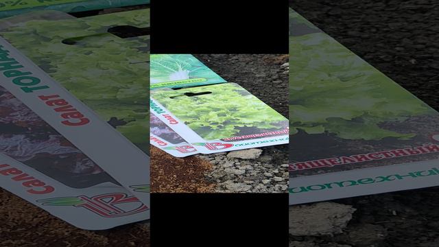 Что посеять в августе