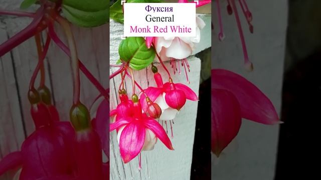 ФУКСИЯ ГЕНЕРАЛ МОНК РЕД УАЙТ.?
