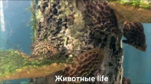 КТЕНОПОМА?/Животные life/Рыбы/Животные/Интересные факты