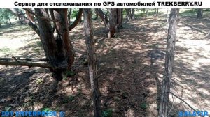 Тольяттинский дендрарий прогулка за белкой