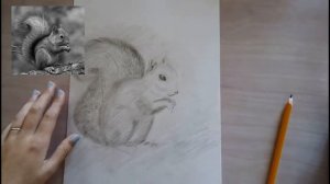 Как нарисовать белку карандашом_Рисунки животных