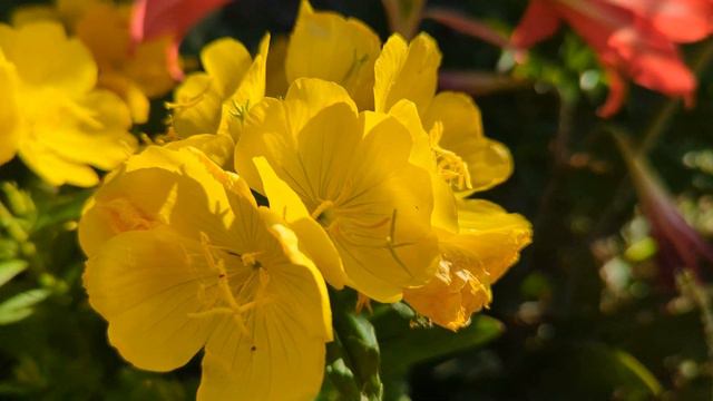 Google Pixel 6 4K 60FPS смотреть онлайн