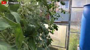 ЧТО ПОМОЖЕТ ОТ БЕЛОКРЫЛКИ И СОВКИ В ТЕПЛИЦЕ